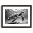 Black-framed wall art featuring a marine life design of a turtle, displayed with a mat, showcasing intricate details and vibrant colors, perfect for ocean-themed decor.
