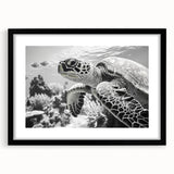 Framed wall art featuring a vibrant marine life design of a turtle, with a black frame and mat, perfect for ocean-themed decor and nature enthusiasts.