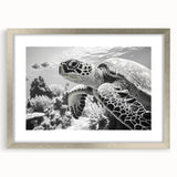 Framed wall art featuring a marine life design with a turtle motif, presented in a sleek silver frame with a mat. Ideal for ocean-themed decor and nature lovers.