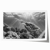 Vibrant marine life wall art depicting a turtle, showcasing intricate details and vivid colors, rolled for easy display and transport in a protective tube.