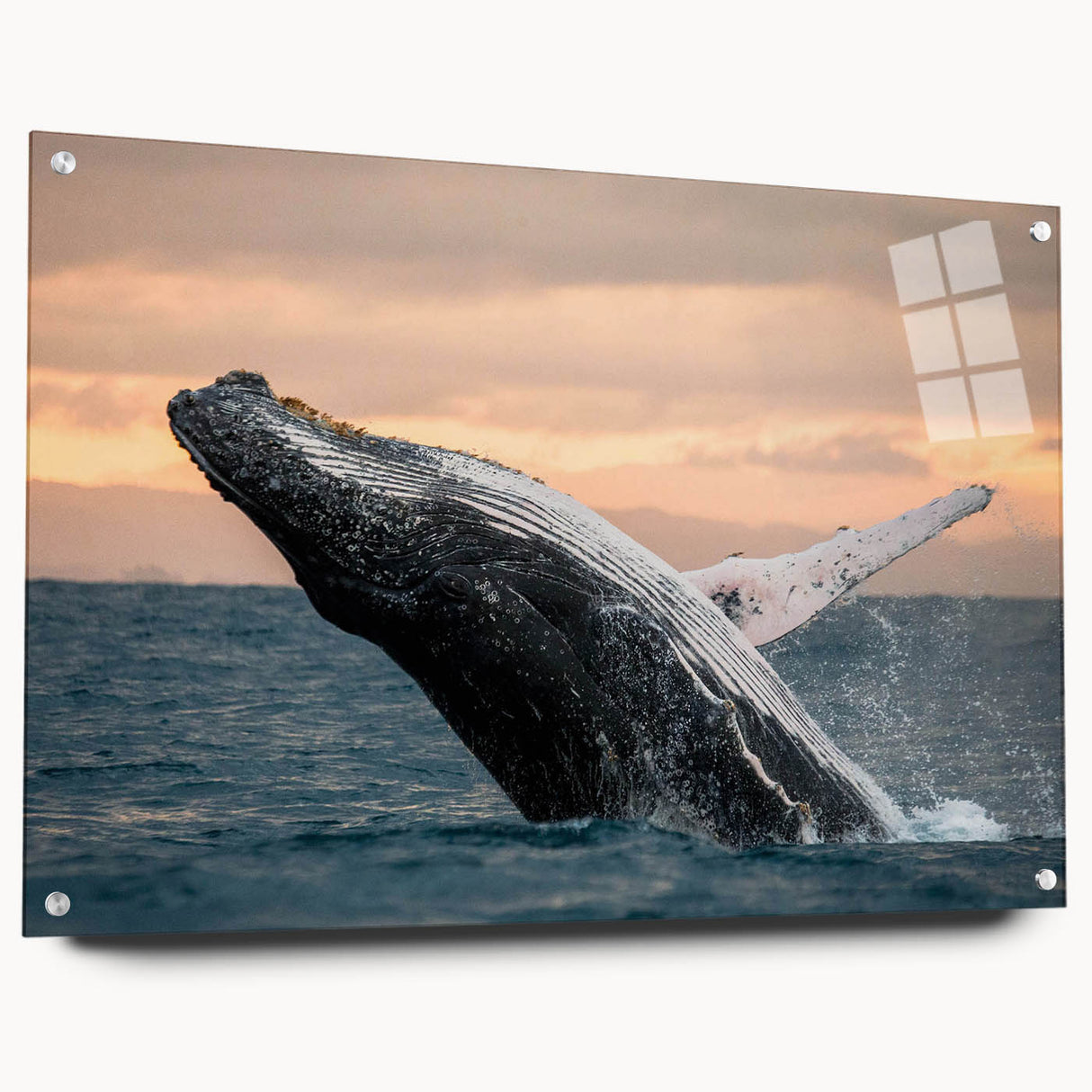 Acrylic glass wall art featuring a detailed marine life design of a whale, showcasing vibrant colors and intricate patterns, displayed from a side view with decorative pins.