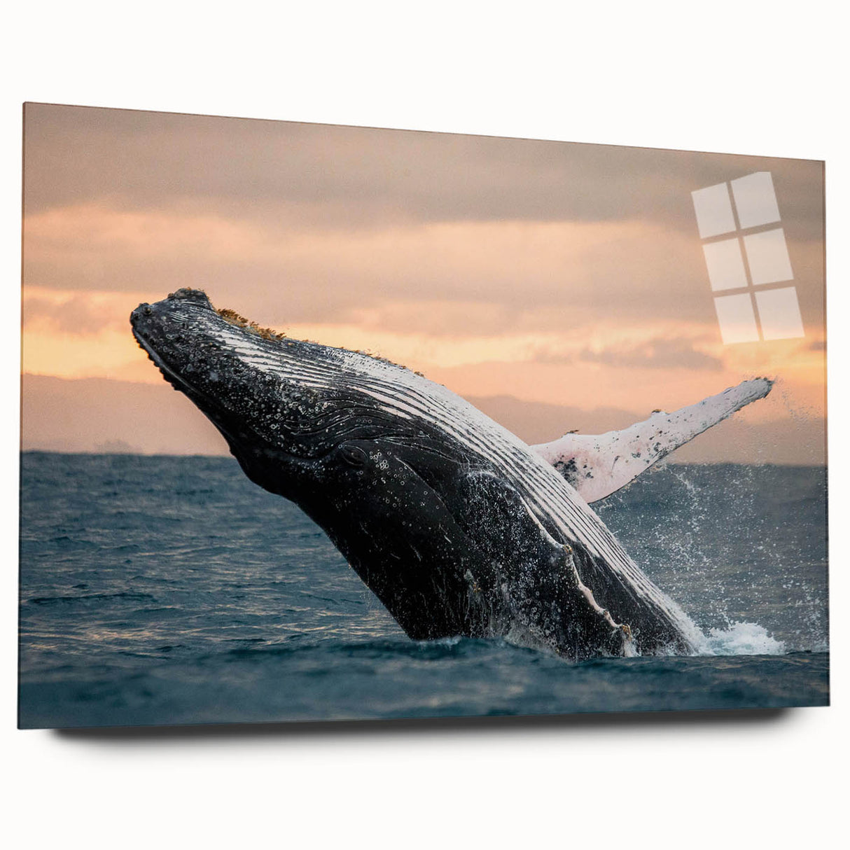 Colorful marine life wall art featuring a whale design, displayed in a sleek acrylic glass frame, showcasing intricate details and vibrant hues. Perfect for ocean-themed decor.