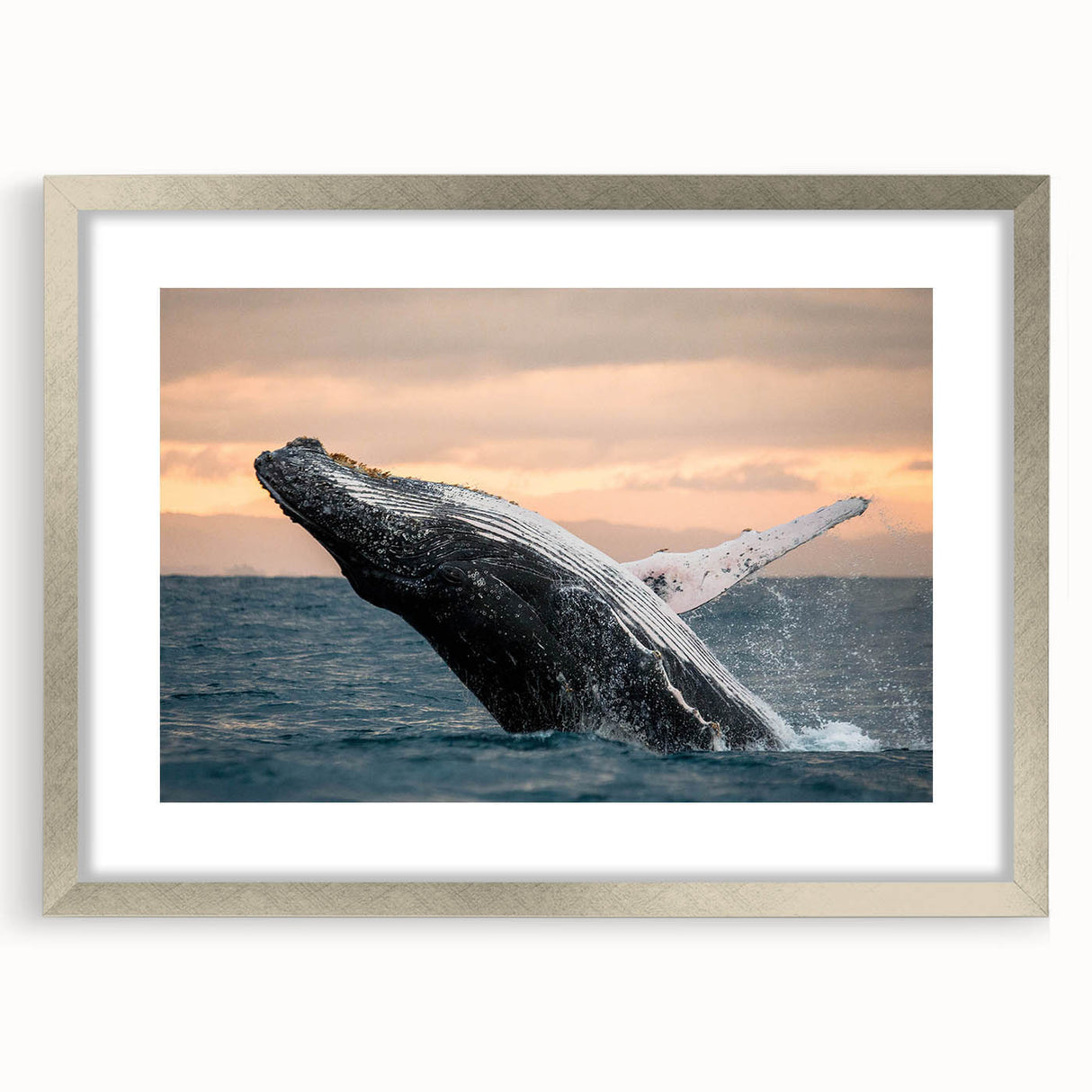 Framed wall art featuring a detailed design of a marine life whale, highlighted with a silver frame and matting, perfect for ocean-themed decor.