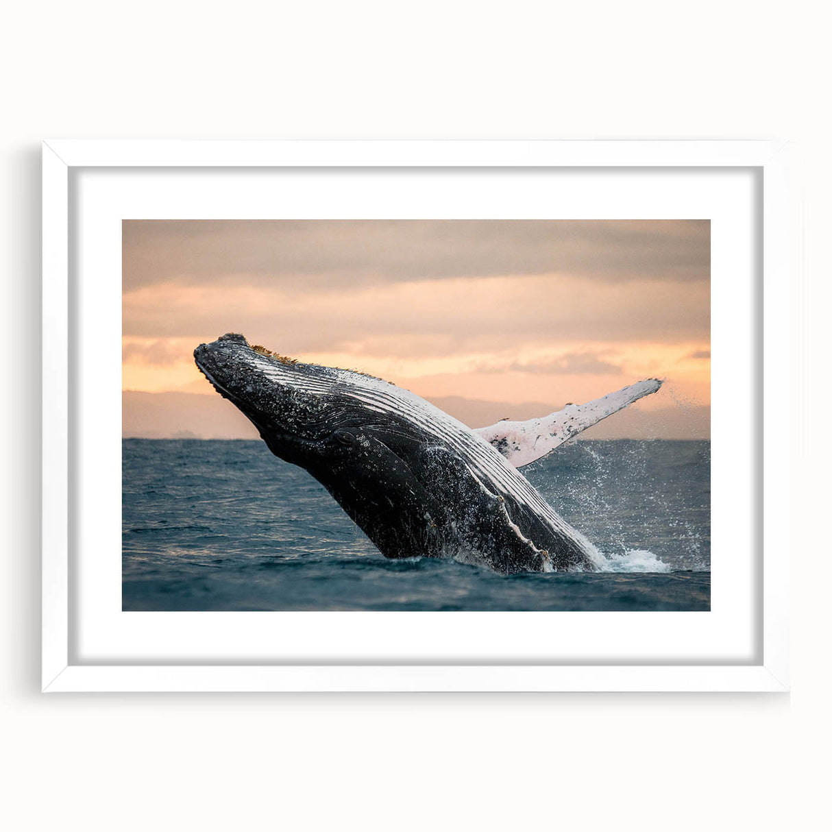 Framed wall art featuring a striking whale design, showcasing intricate marine life details with a white mat and frame, perfect for ocean-themed decor.