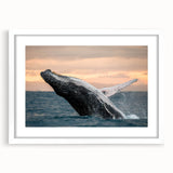 Framed wall art featuring a striking whale design, showcasing intricate marine life details with a white mat and frame, perfect for ocean-themed decor.