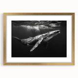 Elegant framed wall art collection featuring a marine life whale design. The artwork is presented in a gold frame with a mat, adding sophistication to any decor. Ideal for ocean lovers, this piece enhances interior spaces with a touch of nature's beauty.