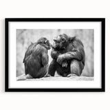 Black-framed wall art showcasing a vibrant monkey and ape chimpanzee design, ideal for animal lovers and modern decor. Perfect for adding a playful touch to any room.