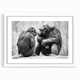 Chimpanzee wall art design featuring a playful monkey and ape illustration in a sleek white frame with mat, perfect for adding a modern touch to any decor.
