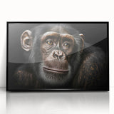 Framed wall art featuring a colorful monkey and ape chimpanzee design, presented in a sleek black frame, ideal for animal lovers and modern decor enthusiasts.