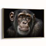 Framed canvas wall art showcasing a playful monkey and ape chimpanzee design in vibrant colors, set against a gold frame, perfect for animal lovers' decor.