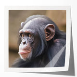 Colorful wall art collection featuring playful monkey and chimpanzee designs, showcasing vibrant illustrations on glossy canvas, perfect for children's decor.