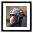 Framed wall art collection featuring a stylish black mat and a front view of a monkey and ape chimpanzee design, ideal for modern animal-themed decor.
