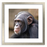 Framed wall art showcasing a whimsical monkey and ape chimpanzee design, featuring a sleek silver frame and mat, ideal for animal-themed decor.