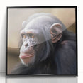 Framed wall art collection featuring a black acrylic design of a chimpanzee, showcasing intricate details and vibrant colors, ideal for animal lovers and modern decor.
