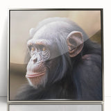 Framed wall art collection featuring a vibrant monkey and ape chimpanzee design in acrylic with a sleek silver frame, ideal for enhancing modern decor.