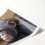 Colorful wall art print featuring a playful monkey and chimpanzee design, ideal for adding a vibrant touch to home decor, showcasing wildlife artistry.
