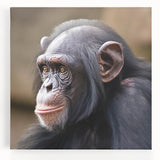 Colorful wall art collection featuring a playful monkey, ape, and chimpanzee design on stretched canvas, ideal for adding a vibrant touch to any room decor.