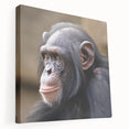 Stretched canvas wall art featuring a vibrant chimpanzee design with colorful details, ideal for animal lovers and modern home decor. Perfect for adding a playful touch to any space.
