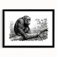 Framed wall art featuring a chimpanzee design with a black mat, showcasing a playful monkey and ape illustration, ideal for animal lovers' decor.