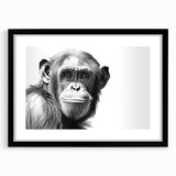 Framed wall art collection featuring a vibrant monkey and ape chimpanzee design, set in a sleek black frame with a mat, showcasing playful wildlife aesthetics for modern decor.