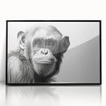 Framed wall art collection showcasing a detailed design of a monkey and chimpanzee against a sleek black background, perfect for animal-themed decor.