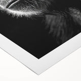 Colorful rolled canvas artwork depicting a playful monkey and a chimpanzee, showcasing vibrant jungle themes, perfect for animal lovers' home decor.