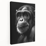 Stretched canvas wall art showcasing a vibrant monkey and ape chimpanzee design, featuring rich colors and intricate details, perfect for animal lovers and modern decor.