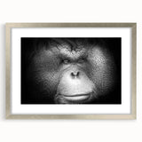 Framed wall art featuring an orangutan design in a silver frame with a mat, showcasing vibrant colors and intricate details, perfect for animal lovers and home decor.