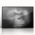 Framed wall art featuring a vibrant orangutan and monkey design, showcased in a sleek black frame with acrylic front, perfect for animal lovers' decor.