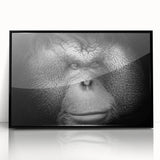 Framed wall art featuring a vibrant orangutan and monkey design, showcased in a sleek black frame with acrylic front, perfect for animal lovers' decor.