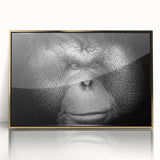 Framed wall art featuring a vibrant orangutan design with gold accents, presented in an elegant acrylic frame, ideal for adding a touch of wildlife decor to any space.