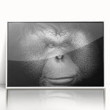 Framed acrylic wall art featuring a vibrant orangutan design with a white frame, ideal for animal lovers and contemporary decor. Perfect addition to any space.