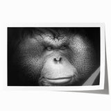 Vibrant orangutan-themed wall art print featuring detailed illustrations of monkeys and apes, ideal for animal lovers and nature-themed decor. Perfect for adding a playful touch to any living space.