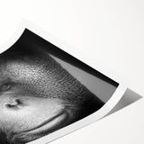 Colorful rolled print of a monkey and orangutan design, showcasing vibrant tropical colors and intricate details, perfect for adding a playful touch to home decor.