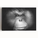 Colorful stretched canvas wall art featuring a vibrant orangutan design, showcasing intricate detailing and a lively jungle background, ideal for animal lovers and home decor.