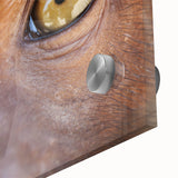 Close-up of a bird in muted earth tones on acrylic glass.