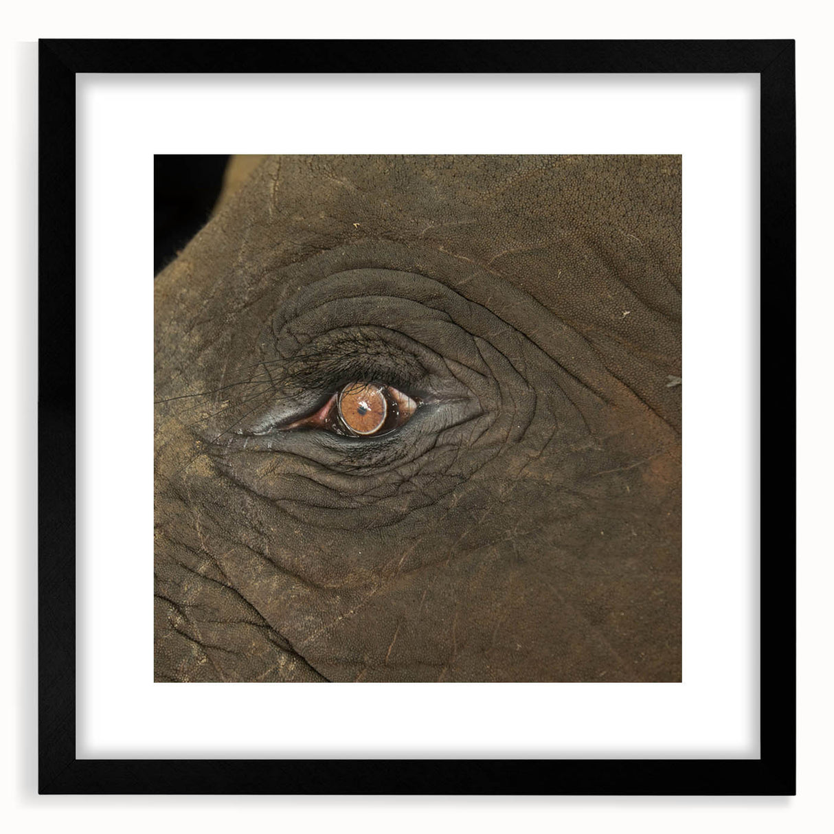 Extra large abstract art print featuring colorful, textured depiction of birds, in a black frame with mat.