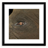 Extra large abstract art print featuring colorful, textured depiction of birds, in a black frame with mat.