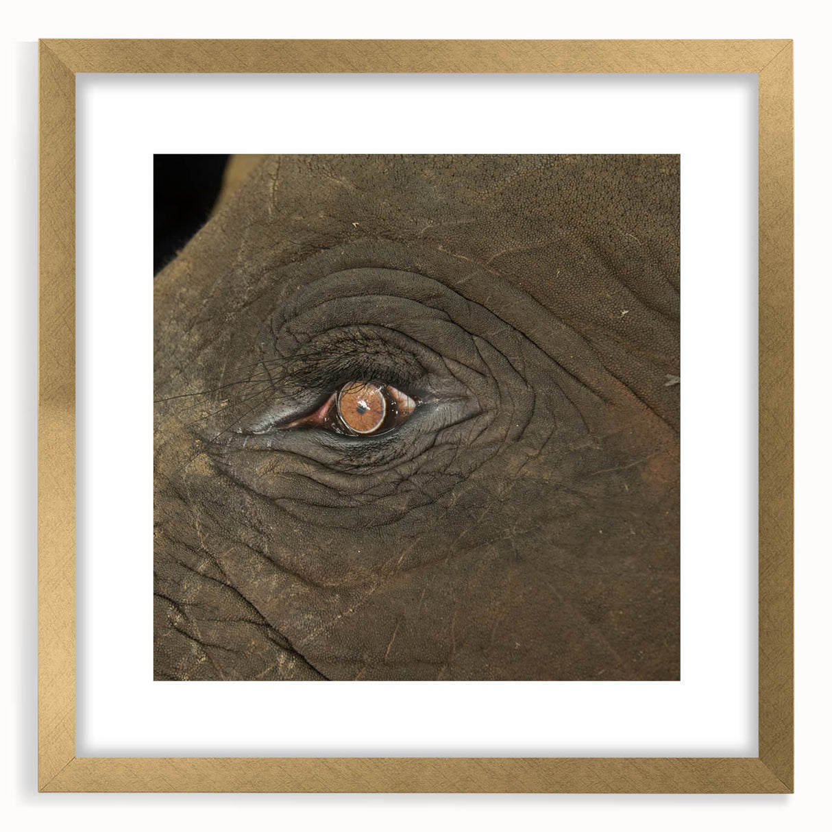 Extra large abstract art print of birds in textured gold frame, ideal for living room decor.