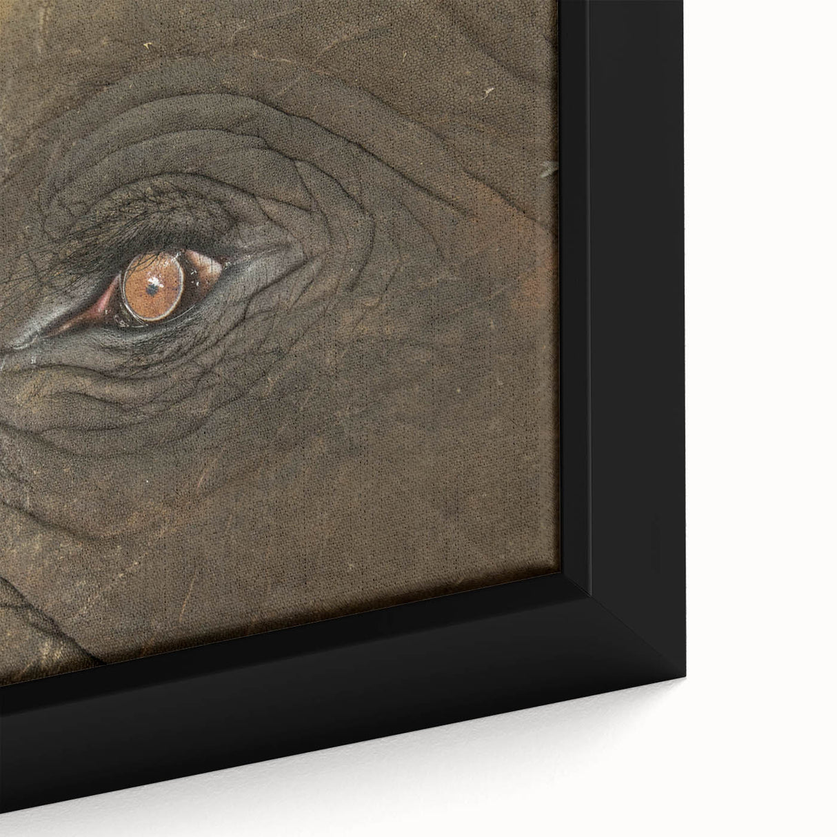 Close-up of a colorful bird on black textured canvas, ideal for extra large living room wall art.