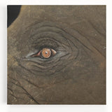 A close-up black and white photograph of a bird on stretched canvas, suitable for kitchen wall art.