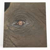 Close-up black and white photo of a bird on stretched canvas, suitable as kitchen wall art or bedroom decor.