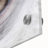 Mid-century modernist large abstract wall art featuring a close-up of a bird in vibrant colors on acrylic glass.