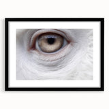 Extra large abstract art print of colorful, textured birds, framed in black, ideal for living room decor.