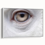 Vintage poster art of colorful birds on a black background, framed canvas, ideal for living room decor.