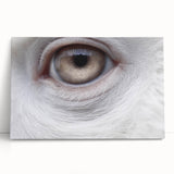 Black and white close-up photo of a bird on stretched canvas, ideal for kitchen wall art or bedroom ambiance.