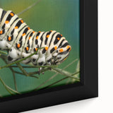 Extra large framed canvas of a black textured art piece featuring colorful, abstract bird designs.