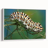 Vintage poster art of a colorful bird on a black background, framed canvas, ideal for living room decor.