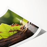 Extra large wall art featuring a line art design of flowers in black and white, ideal for large living room decor.