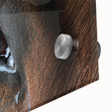 Close-up of a bird in muted earth tones on acrylic glass.